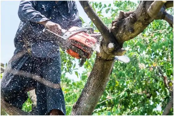 tree services Des Moines